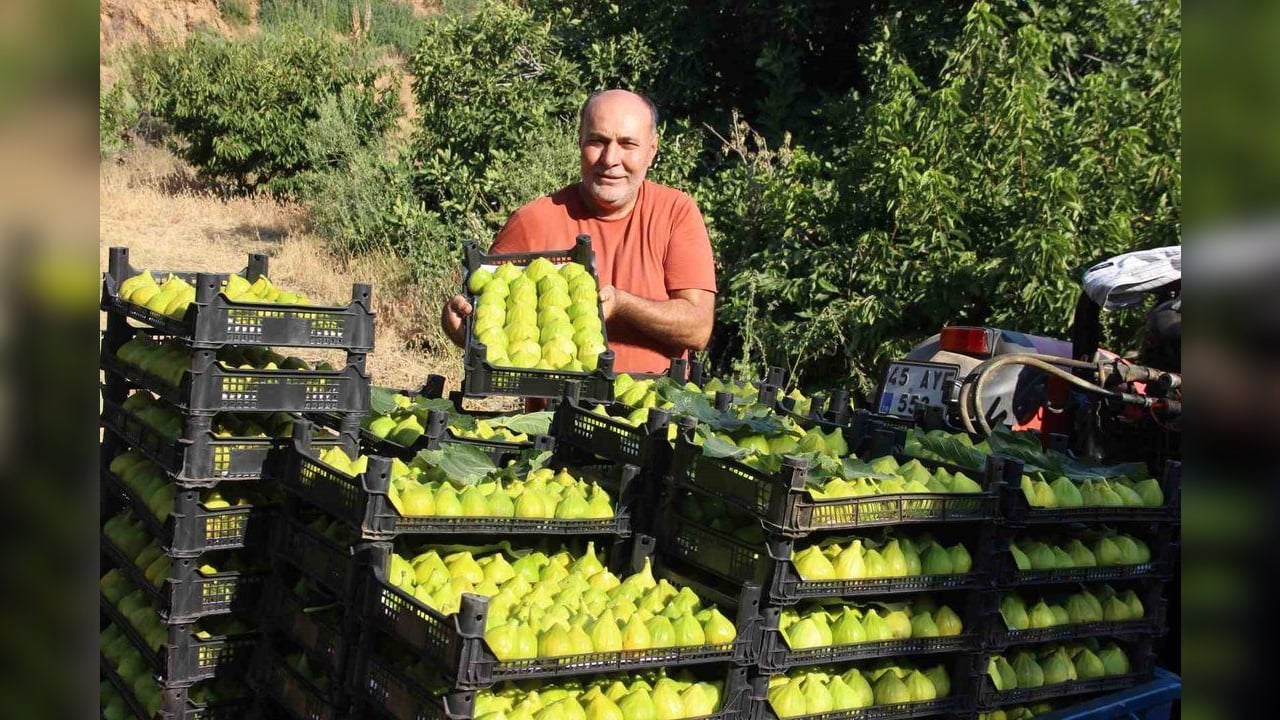 Turgutlu'da yediveren incirinde fiyat oynaklığı: 350 liradan 50 liraya indi, 250 liraya yükseldi