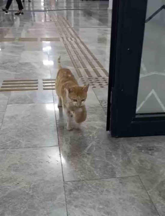İki yavrusunu ağzıyla taşıyıp vakfa sığındı: Şanlıurfa'da yürek ısıtan anlar